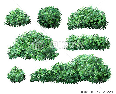 Realistic garden shrub. Nature green seasonal bush, boxwood, floral branches and leaves, tree crown bush foliage. Garden green fence vector illustration set 62301224