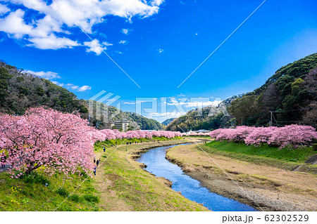 南伊豆町 河津桜 南伊豆町 河津桜 62302529
