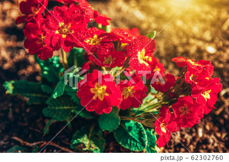 Primrose with red flowers. Inspirational natural Primrose with red flowers. Inspirational natural 62302760