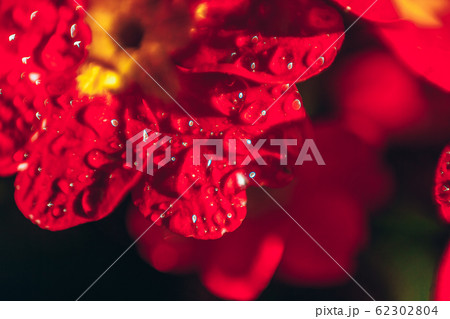 Primrose with red flowers. Inspirational natural Primrose with red flowers. Inspirational natural 62302804