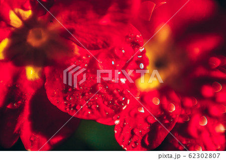 Primrose with red flowers. Inspirational natural 62302807