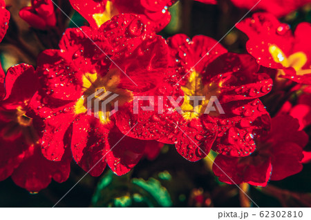 Primrose with red flowers. Inspirational natural 62302810