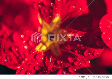 Primrose with red flowers. Inspirational natural Primrose with red flowers. Inspirational natural 62302850