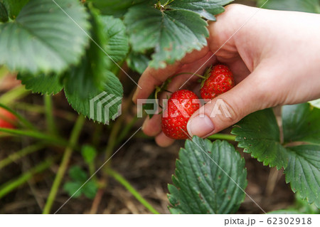 Gardening and agriculture concept. Female farm Gardening and agriculture concept. Female farm 62302918