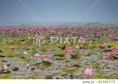 タイ ウドンタニ タレーブアデーンの蓮の花 タイ ウドンタニ タレーブアデーンの蓮の花 62303773