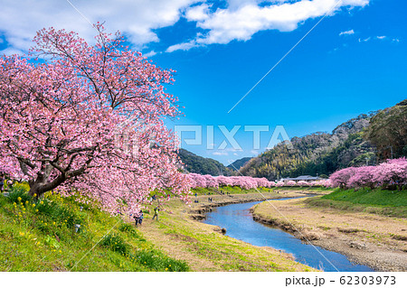 南伊豆町　河津桜 62303973