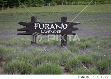 ラベンダー_FURANO 62304059