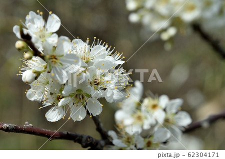 スモモの花が満開の写真素材