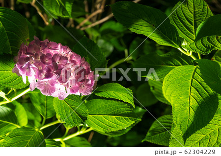 【紫陽花　小田原城　ライトアップ】 62304229
