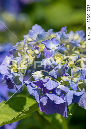 【紫陽花 小田原城】 【紫陽花 小田原城】 62304238