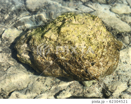 Stone with algae in the clear water. Tropical Sea Stone with algae in the clear water. Tropical Sea 62304521