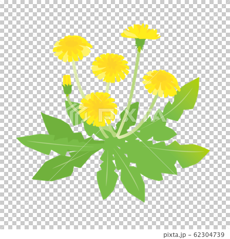 タンポポ 62304739