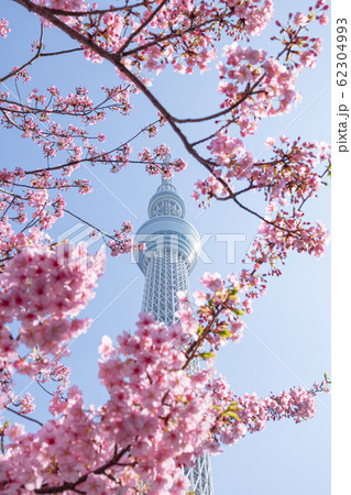 おしなり公園　河津桜と東京スカイツリー　縦構図 62304993