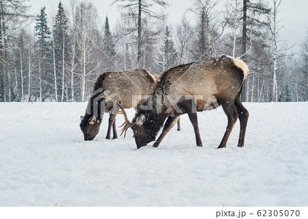 two maral deers graze in a clearing in the winter 62305070