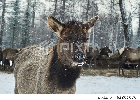 fawn on a deer farm in winter fawn on a deer farm in winter 62305076