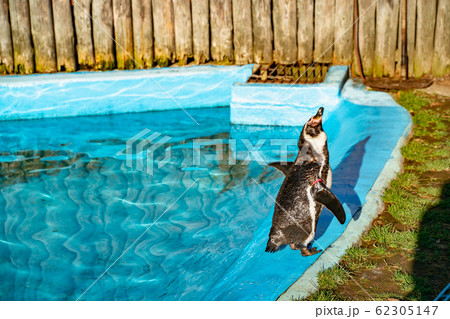 ペンギン 62305147