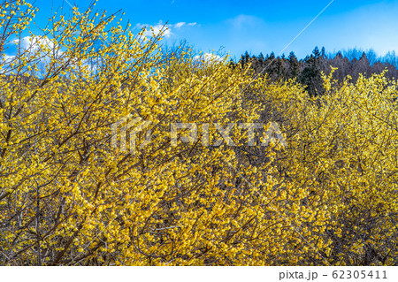 ロウバイの花 ろうばいの郷 満月種 半逆光 【群馬県】 ロウバイの花 ろうばいの郷 満月種 半逆光 【群馬県】 62305411