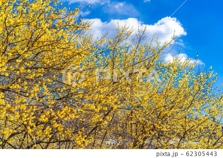 ロウバイの花　ろうばいの郷　満月種　半逆光　【群馬県】 62305443