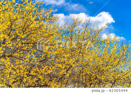 ロウバイの花　ろうばいの郷　満月種　半逆光　【群馬県】 62305444