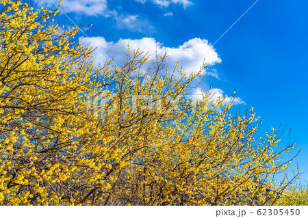 ロウバイの花　ろうばいの郷　満月種　半逆光　【群馬県】 62305450