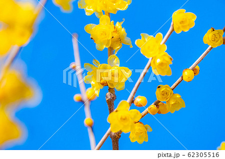 ロウバイの花　ろうばいの郷　満月種　順光　【群馬県】 62305516
