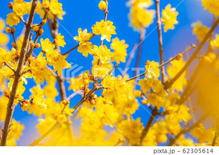 ロウバイの花 ろうばいの郷 満月種 順光 【群馬県】 ロウバイの花 ろうばいの郷 満月種 順光 【群馬県】 62305614