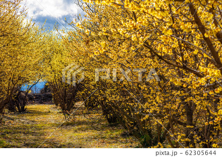 ロウバイの花　ろうばいの郷　満月種　半逆光　【群馬県】 62305644