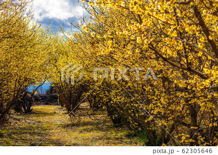 ロウバイの花　ろうばいの郷　満月種　半逆光　【群馬県】 62305646