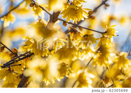 ロウバイの花　ろうばいの郷　素芯種　逆光　【群馬県】 62305699