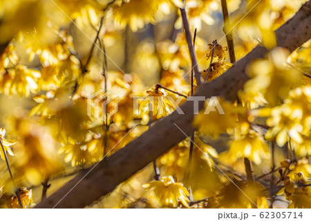 ロウバイの花　ろうばいの郷　素芯種　逆光　【群馬県】 62305714