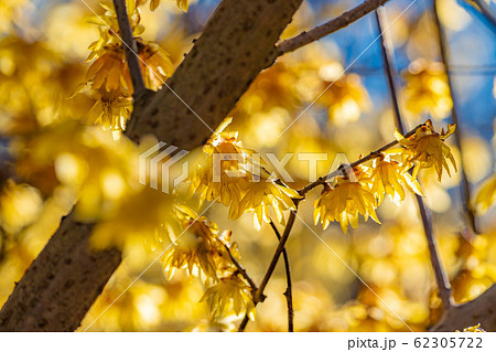 ロウバイの花　ろうばいの郷　素芯種　逆光　【群馬県】 62305722