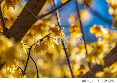 ロウバイの花 ろうばいの郷 素芯種 逆光 【群馬県】 ロウバイの花 ろうばいの郷 素芯種 逆光 【群馬県】 62305725