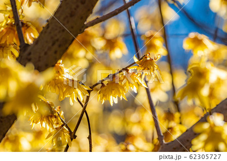 ロウバイの花　ろうばいの郷　素芯種　逆光　【群馬県】 62305727