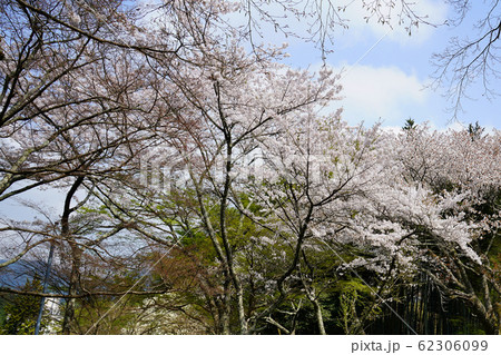 談山神社 桜 奈良県 談山神社 桜 奈良県 62306099