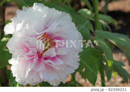 新潟明石潟・ボタンの花 62306221