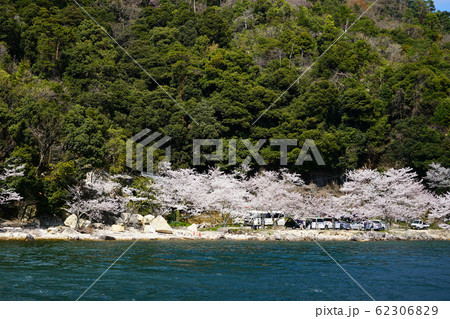 海津大崎 桜 琵琶湖 海津大崎 桜 琵琶湖 62306829