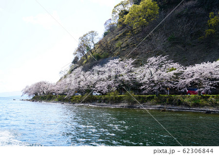海津大崎　桜　琵琶湖 62306844