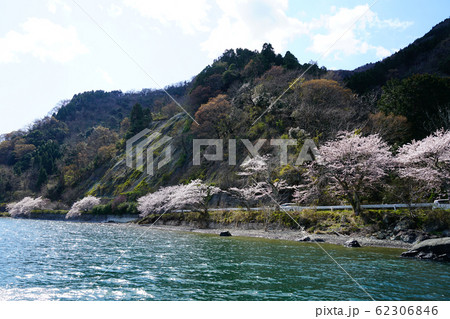 海津大崎　桜　琵琶湖 62306846