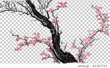 Ukiyo-e Sakura 15 Ukiyo-e Sakura 15 62307743