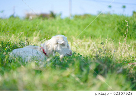 草むらの山羊 草むらの山羊 62307928
