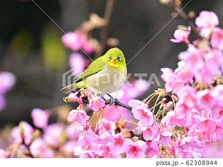 河津桜とメジロ 河津桜とメジロ 62308944