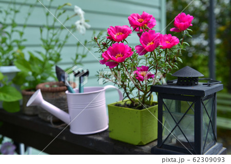 Pink purslane flower in bloom with watering can and tools in the garden. Vintage botanical background with plants, home hobby still life with gardening objects and nature outdoor. 62309093