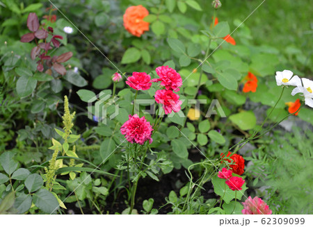 Pink ranunculus flower and orange rose growing in flowerbed in the garden. Vintage botanical background with plants, home hobby still life with gardening objects and nature outdoor. Pink ranunculus flower and orange rose growing in flowerbed in the garden. Vintage botanical background with plants, home hobby still life with gardening objects and nature outdoor. 62309099