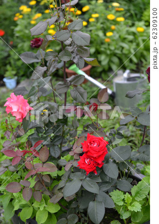 Blooming red rose and watering can in the garden. Vintage botanical background with plants, home hobby still life with gardening objects and nature outdoor. 62309100