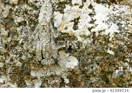 Praying Mantis on the rock in tropical forest. Mantis disguise or camouflage as a stone. Closeup and copy space. 62309714