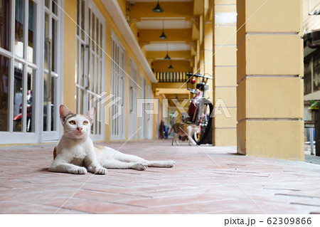The cat is in Bangkok　バンコクの猫 62309866