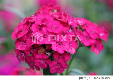 Close up on pink verbena hybrida blooming. Flowers bush in garden 62310369