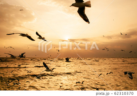 Flock of Seagull birds flying over peaceful sea at dramatic sunset 62310370
