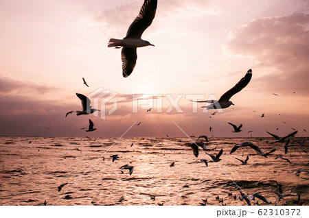Flock of Seagull birds flying over peaceful sea at dramatic sunset 62310372