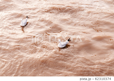 Flock of Seagull birds floating on sea surface Flock of Seagull birds floating on sea surface 62310374